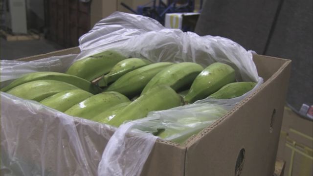 Κατάσχεση μεγάλης ποσότητας κοκαΐνης κάνει χαρούμενες τις μαϊμούδες στο Ρότερνταμ